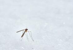 Αυξάνονται τα κρούσματα δάγκειου πυρετού και ασθενειών που μεταδίδονται με τα κουνούπια στην Ευρώπη