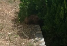 Καστοριά: Απεγκλώβισαν από προαύλιο χώρο ξενοδοχείου μικρή αρκούδα έξι μηνών