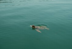 Μάνη: Θαλάσσια χελώνα επιτέθηκε σε λουόμενη - Κλείδωσε το στόμα της χελώνας