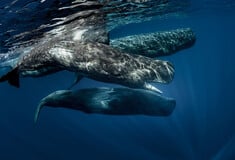 «SAvE Whales»: Tο έξυπνο σύστημα εντοπισμού που θα σώσει τους φυσητήρες 