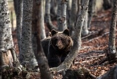 Η Σλοβακία ψήφισε το νόμο της ΕΕ για το περιβάλλον αφού πήρε το «πράσινο φως» για τη θανάτωση αρκούδων