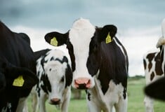 Η Δανία θα φορολογήσει τους κτηνοτρόφους για τα αέρια του θερμοκηπίου που εκπέμπουν τα ζώα