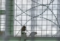 Φυλακές Ιωαννίνων: Εξερθρώθηκε κύκξλωμα από το Εσωτερικών Υποθέσεων - Εμπλέκονται σωφρονιστικοί και αστυνομικός
