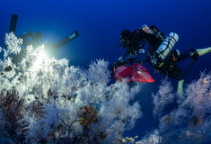 Ινστιτούτο «Αρχιπέλαγος»: Δράση για τα άγνωστα κοράλλια του Αιγαίου
