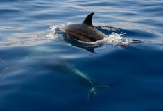 Σάμος: Σκότωσαν βίαια δελφίνι