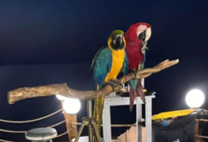 Χαλκιδική: Έκοψε τα φτερά παπαγάλων και ζητούσε οκτώ ευρώ για φωτογραφία- Πρόστιμο 20.000 ευρώ
