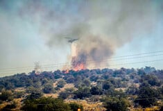 Φωτιά τώρα στη Βοιωτία - Επίγειες και εναέριες δυνάμεις της Πυροσβεστικής στο σημείο