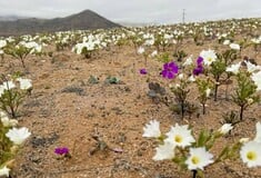 Σπάνιο φαινόμενο στη Χιλή: Η πιο ξερή έρημος στον πλανήτη γέμισε λευκά και μωβ λουλούδια