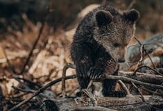 Η Ρουμανία αποφάσισε τη θανάτωση σχεδόν 500 αρκούδων μέχρι τέλος του 2024