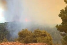 Φωτιά τώρα στο Κοντοδεσπότι Ευβοίας