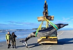 Η πιο σπάνια φάλαινα του κόσμου εξόκειλε σε παραλία της Νέας Ζηλανδίας