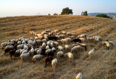 Πανώλη στα αιγοπρόβατα: Εννέα τα κρούσματα- Έχουν θανατωθεί πάνω από 2.400 ζώα 