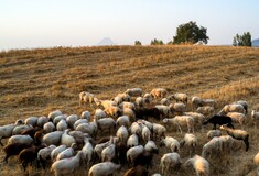 Πανώλη στα αιγοπρόβατα: Συνεχίζονται πυρετωδώς οι έλεγχοι στις κτηνοτροφικές μονάδες της Θεσσαλίας