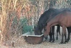 Έβρος: Νεκρά άγρια άλογα στο Δέλτα λόγω λειψυδρίας