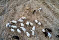 Kρούσμα πανώλης των αιγοπροβάτων και στην Αττική