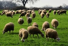Πανώλη στα αιγοπρόβατα: 22 έως τώρα τα κρούσματα