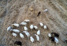 Πανώλη στα αιγοπρόβατα: «Ο άνθρωπος μπορεί να το μεταφέρει αλλά δεν νοσεί» λέει ο Τσιάρας