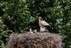 Οι λευκοί πελαργοί στην Ελλάδα μετρήθηκαν - Τι έδειξε η απογραφή