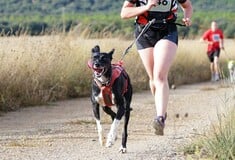 Canicross, τρέξιμο μαζί με τον σκύλο σου