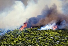 Πυροσβεστική: «Δύσκολη η φωτιά στην Εύβοια» - 45 πυρκαγιές το τελευταίο 24ωρο 