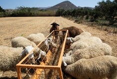 Κρούσμα πανώλης αιγοπροβάτων και στη Δράμα