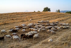 Υπό εξαφάνιση το αιγοπρόβειο κρέας από την αγορά μετά τα κρούσματα πανώλης