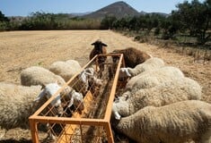 Πανώλη στα αιγοπρόβατα: Τέθηκαν σε ισχύ νέα μέτρα και οδηγίες στο Βόρειο Αιγαίο