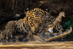 Εκπληκτικές εικόνες από τον διαγωνισμό Wildlife Photographer of the Year