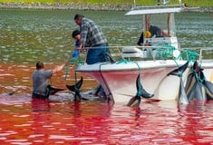 Η θάλασσα βάφτηκε ξανά κόκκινη στα Νησιά Φερόε- Έσφαξαν 130 δελφίνια σε μια ημέρα