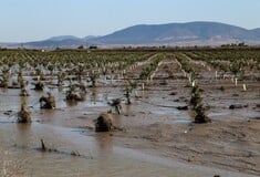 Σήμερα η καταβολή 21,7 εκατ. ευρώ στους παραγωγούς για τις καταστροφές από «Daniel» και «Elias»