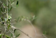 Ελαιόλαδο: Σε τι τιμές θα κινηθεί φέτος