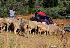 Ευλογιά των πιθήκων: Κλείνουν τα σφαγεία σε όλη τη χώρα