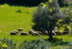 Ευλογιά προβάτων: Πού εφαρμόζονται νέα μέτρα