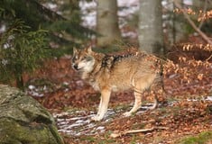 Γιατί η Σουηδία θέλει να θανατώσει τους μισούς λύκους της χώρας