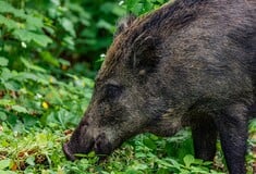 Η Κίνα επικηρύσσει τα αγριογούρουνα – Δίνει αμοιβή στους κυνηγούς για κάθε νεκρό ζώο