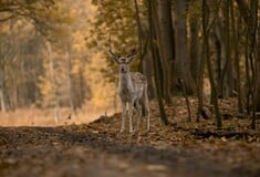 Λαθροθήρας πυροβόλησε και σκότωσε ελάφι που κυοφορούσε στην Κερκίνη