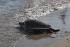 Μαραθωνήσι: Κίνδυνο για την Caretta caretta από οικοδομικές εργασίες, καταγγέλλουν οργανώσεις