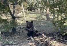 Ξύπνησαν από τη χειμερία νάρκη οι αρκούδες στον «Αρκτούρο»