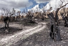 Η ελιά, το αμπέλι και η κλιματική κρίση που αλλάζει τον αγροτικό χάρτη της χώρας Η Η φύση δεν περιμένει πότε η κυβέρνηση θα προχωρήσει σε επικαιροποιημένη αγροτική πολιτική.