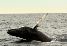 Γήρανση: Μπορεί η φάλαινα της Γροιλανδίας, με προσδόκιμο ζωής τα 200 έτη, να μας βοηθήσει στην επιβράδυνση;