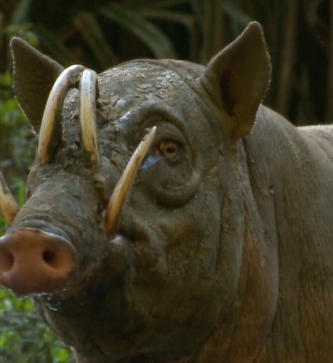 Το αγριογούρουνο babirusas έχει κυνόδοντες που τρυπούν το κρανίο του