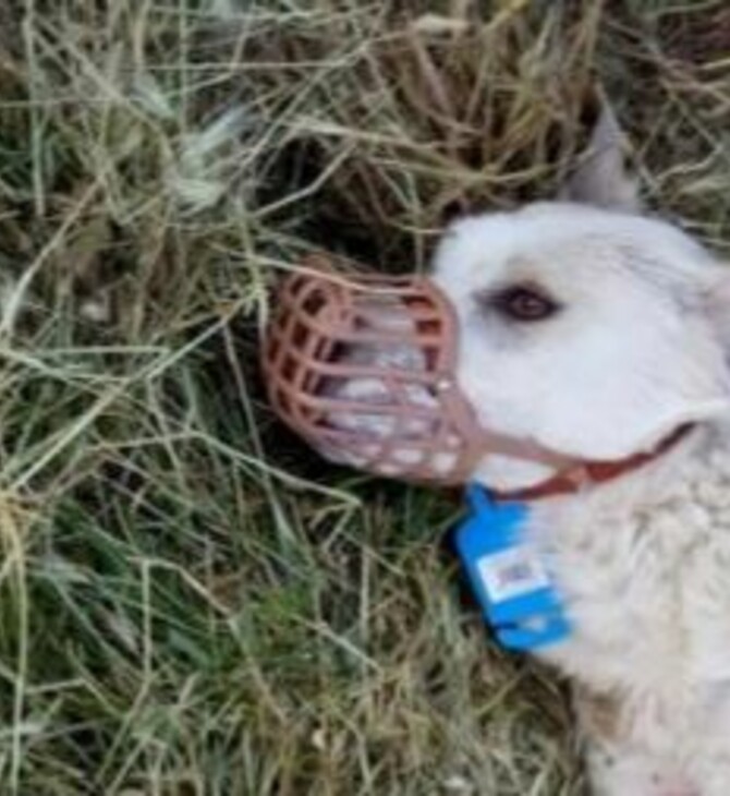 Σκότωσαν σκύλο με ψαροντούφεκο - Φρίκη στο Αγρίνιο ( ΣΚΛΗΡΕΣ ΕΙΚΟΝΕΣ)