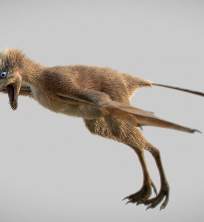 O μικροσκοπικός δεινόσαυρος: Σπάνιο εύρημα στην Κίνα - Το πλάσμα με τα φτερά νυχτερίδας