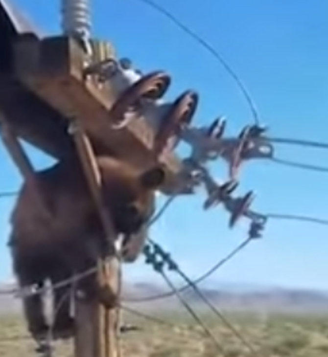 Βίντεο: Αρκούδα σκαρφάλωσε σε κολώνα ρεύματος και «μπλέχτηκε» στα καλώδια