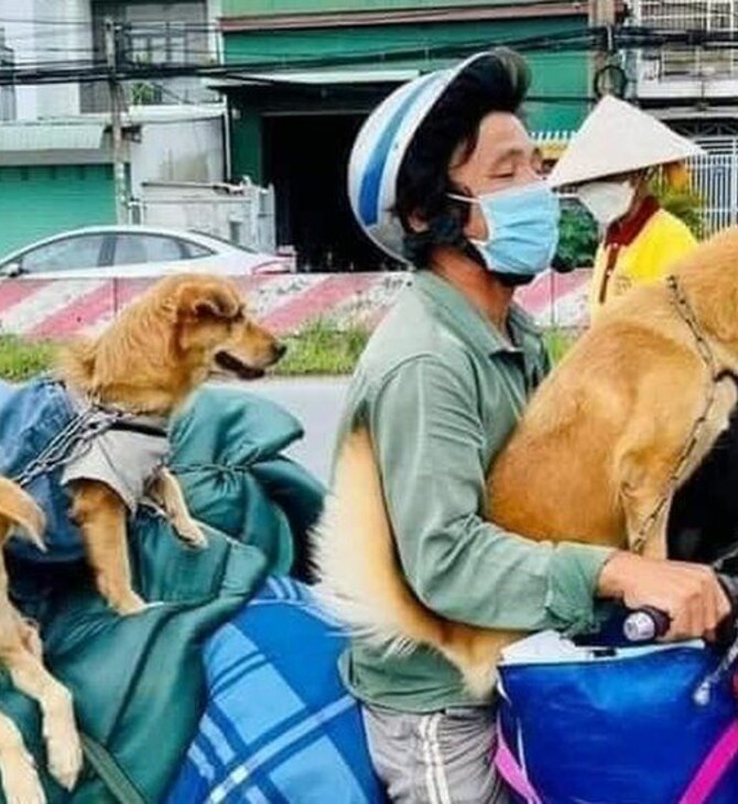 Βιετνάμ: Ζευγάρι έμαθε από το νοσοκομείο ότι οι αρχές θανάτωσαν τα 12 σκυλιά τους, λόγω του κορωνοϊού
