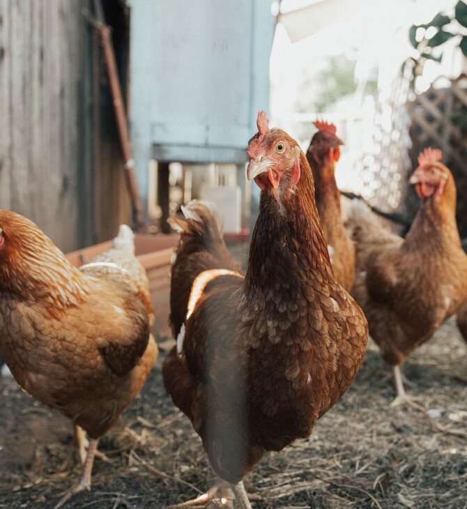 Τα κοτόπουλα εξημερώθηκαν σχετικά πρόσφατα και έφτασαν στην Ευρώπη χάρη (και) στους Έλληνες