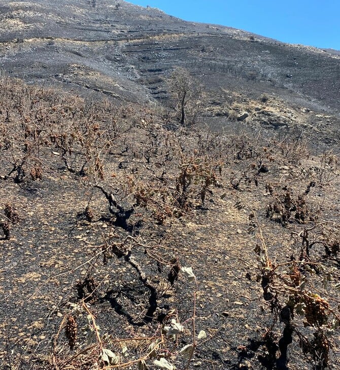 Φωτιά στο Ρέθυμνο: Στάχτη 300 στρέμματα αυτόριζων αμπελώνων στους Μελάμπες - Αγώνας για ανασύσταση της γης