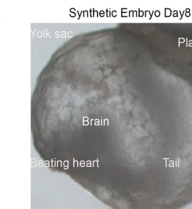 Επιστήμονες δημιούργησαν το πρώτο «συνθετικό έμβρυο» του κόσμου