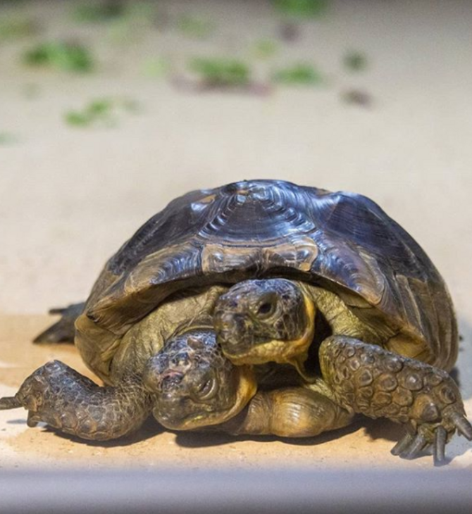 «Ιανός»: Αυτή είναι η γηραιότερη εν ζωή δικέφαλη χελώνα στον κόσμο