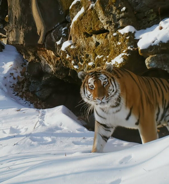 Τίγρη της Σιβηρίας vs πολική αρκούδα: Το «Frozen Planet II» μάγεψε ακόμα και τον Ντέιβιντ Ατένμπορο